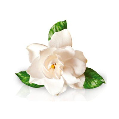 Gardenia Jasminoides